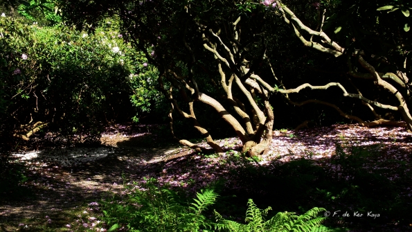 Bois des Moutiers (16) Juin 2012